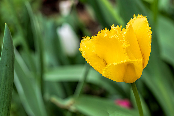 Tulip Patch 2