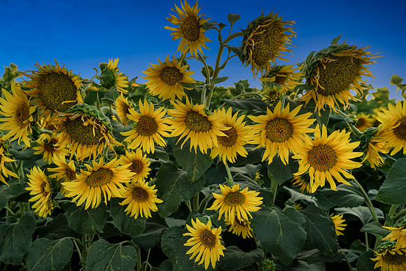 Sunflower Art Base 2 w-sky adjust copy