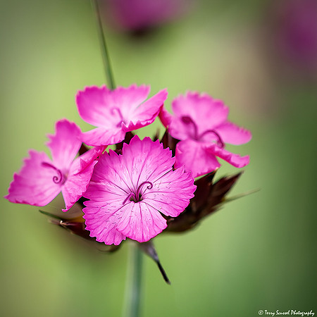 Pink Dianthus, Mendocino Coast Botanical Garden copy