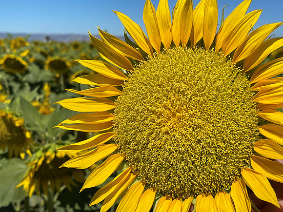 Sole Sunflower