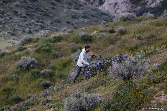 Picking the State Flower - Carrizo copy