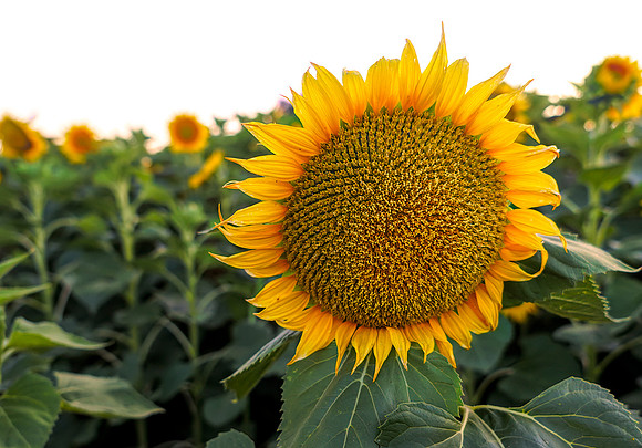 Sunflower Fields 10