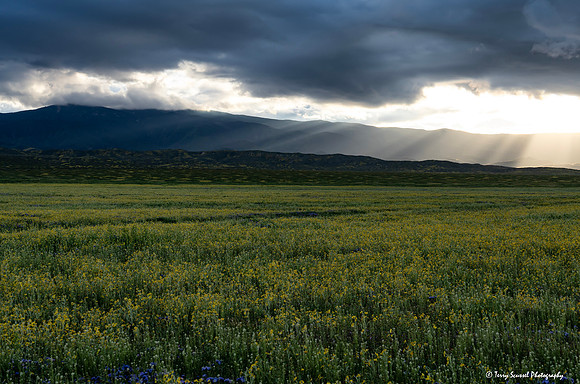 Sunrays - Carrizo (Soda Lake Road) copy