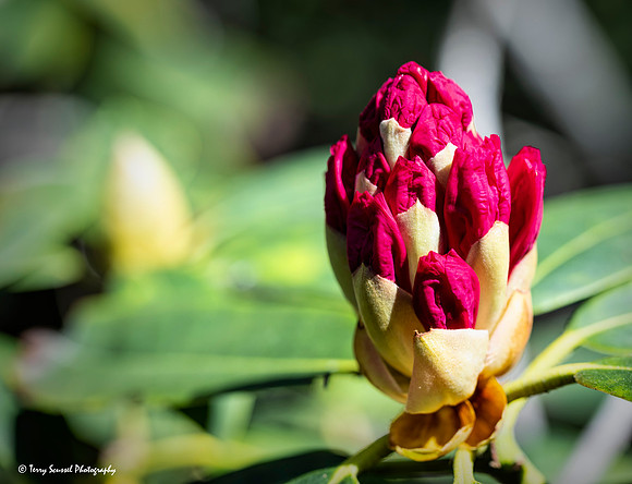 Magnolia 1, Mendocino Coast Botanical Gardens copy