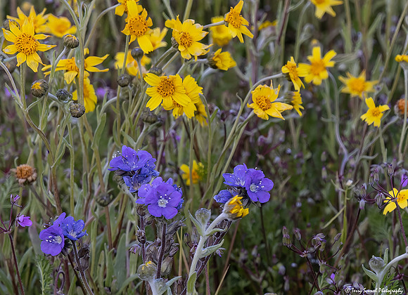 Hillside Daisies and Baby Blue Eyes - Carrizo copy