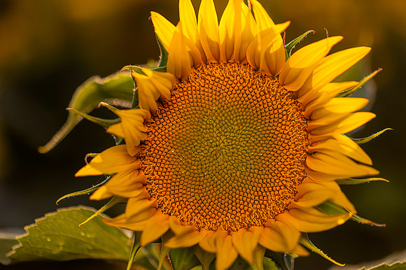Sunflower Field 1