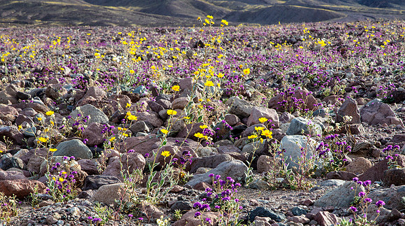 DV in Purple and Yellow