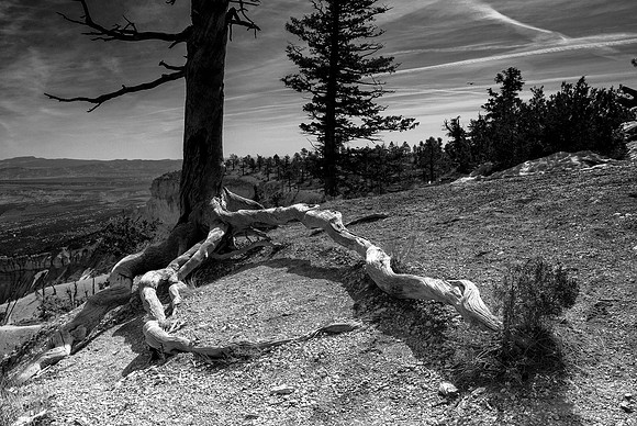 Bryce Tree Roots B&W