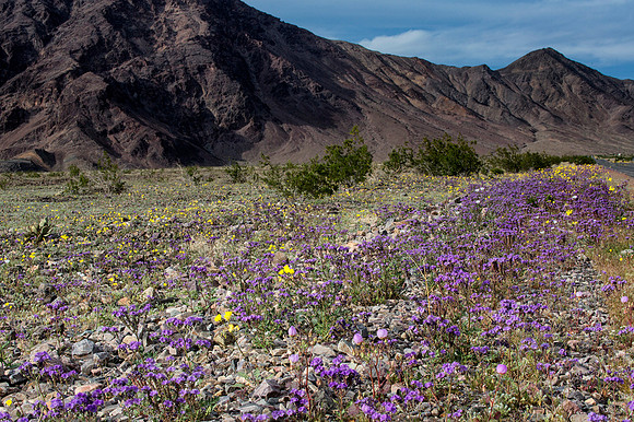 Death Valley Flora 1