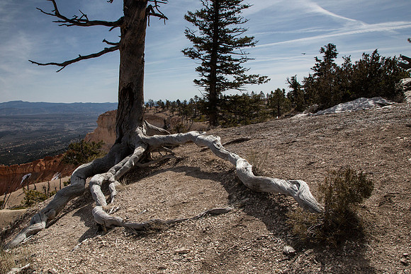 Bryce Tree Roots