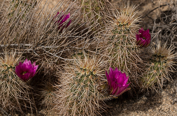 Barrell Cactus in Bloom