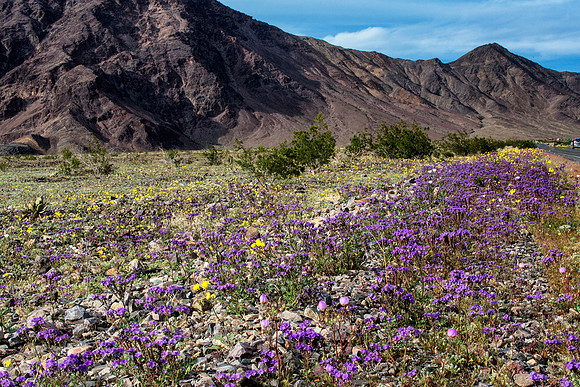 Desert Purple