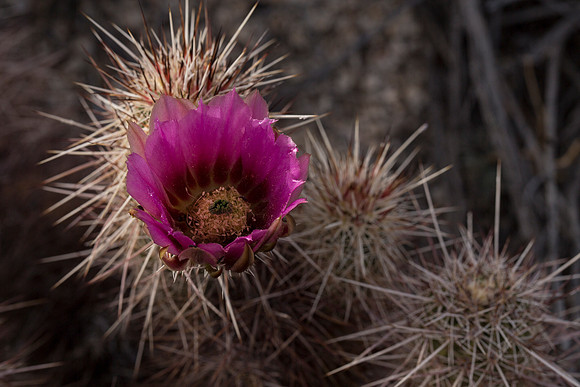 Barrell Cactus in Bloom 3