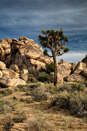 Lone Joshua Tree