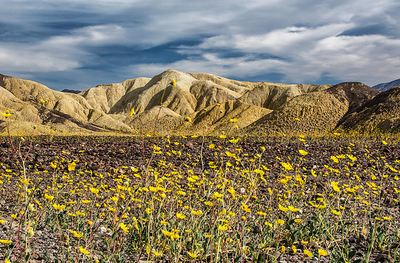 Desert Gold 2-1