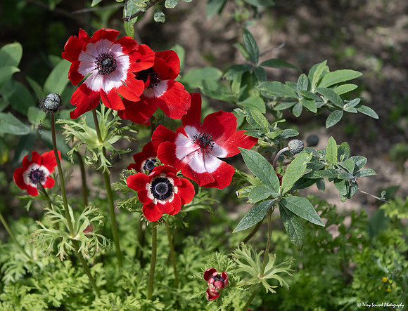 Real Jardín Botánico - Anemone Hollandia copy