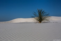 Day 22 - Yucca at White Sands 3