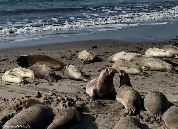 Elephant Seals 1 jpg