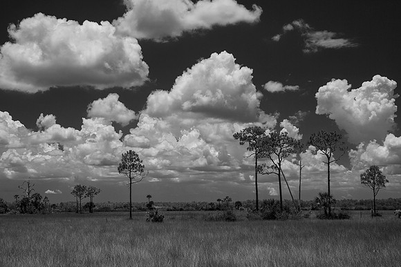 Big Cypress National Preserve 3 B&W