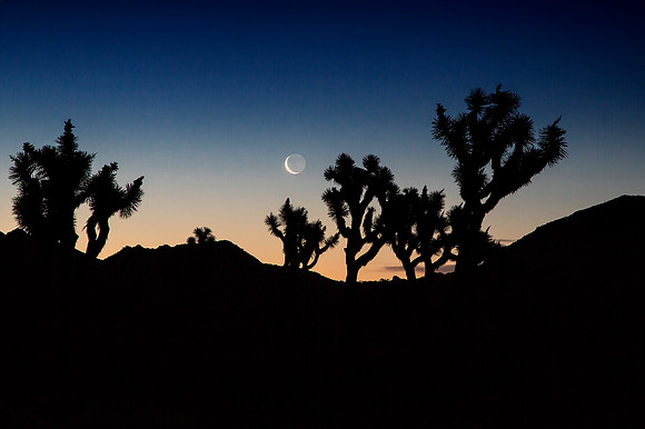 Waning Crescent Moon Joshua Tree
