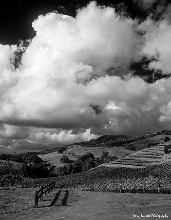 Vineyard Hills (B-W)
