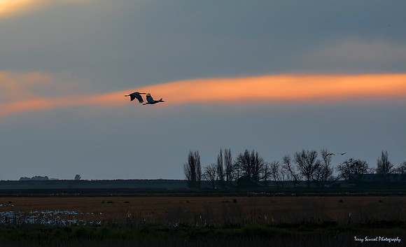 Woodbridge Ecological Reserve 30
