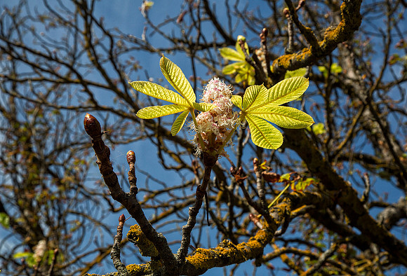 Fall Blooming Tree, Potes