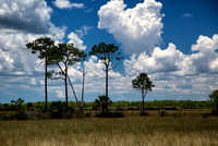 Big Cypress National Preserve 1