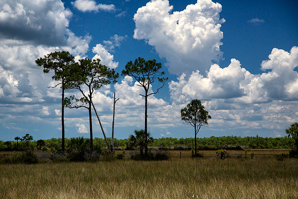 Big Cypress National Preserve 1