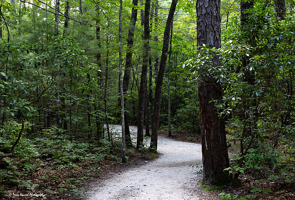 Dupont State Forest Trail 3 copy
