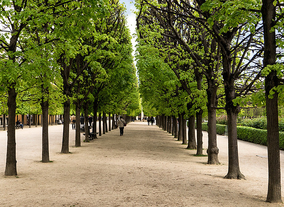Tree Line at Le Palais Royal