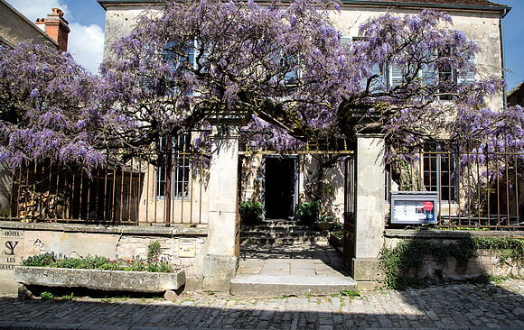 Vezelay Bloom