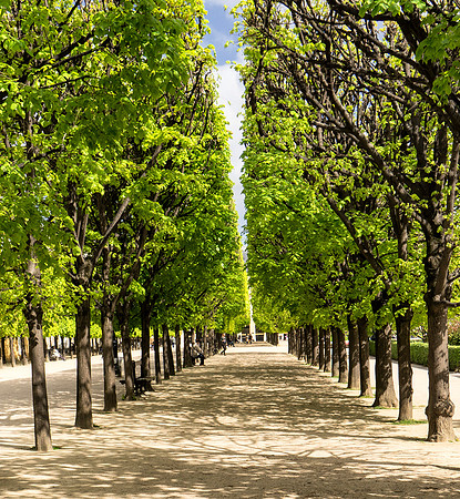 Tree Line at Le Palais Royal 2 - Copy