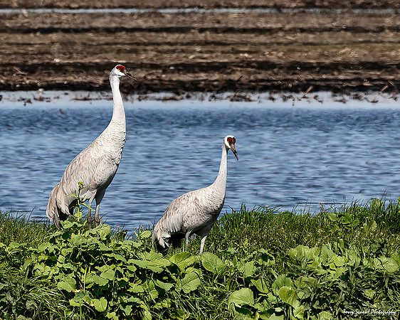 Woodbridge Ecological Reserve 31