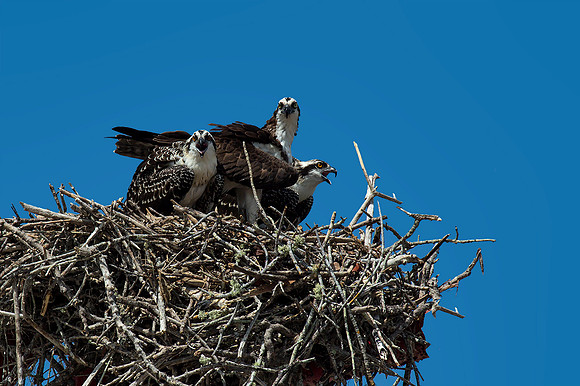 Mother Osprey and Fledging Chicks