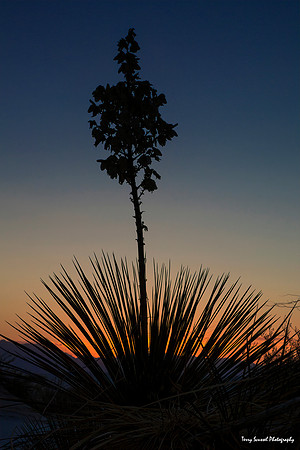 Yucca Sunset