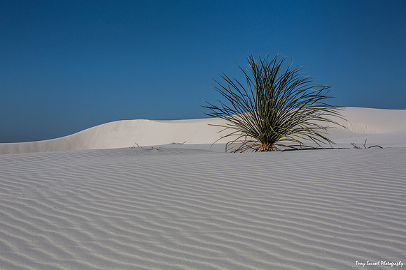 Yucca at White Sands 3