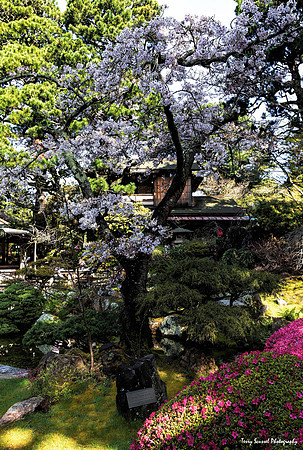 Japanese Tea Garden, GGP 8 (Terry Scussel)