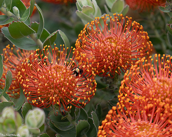 Tunnel Tops 5 - Orange Protea Pincushion - GGNR copy