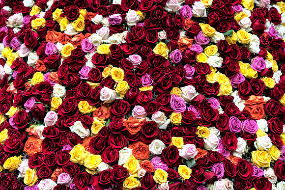 Rose Wall, Barcelona