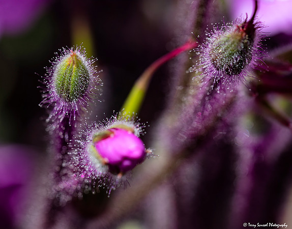 Budding 2, Mendocino Coast Botanical Gardens copy