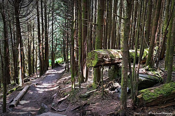 Balsam Nature Trail, Mount Mitchell Summit 1 copy