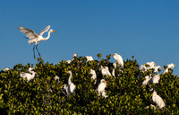 Great Egret 2