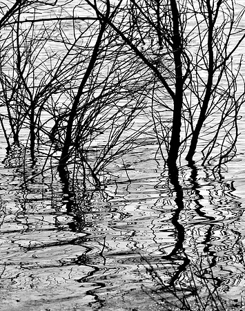 Spring Reflection