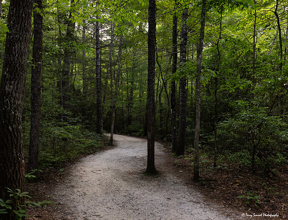 Dupont State Forest Trail 2 copy