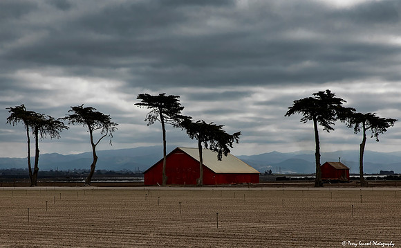 6 Cypresses & A Barn 1, Moss Landing