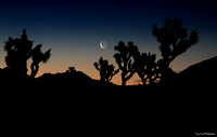 Day 19 - Cresent Moon Joshua Tree 3-1 - Copy