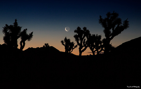 Day 19 - Cresent Moon Joshua Tree 3-1 - Copy