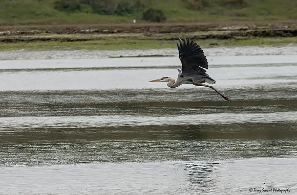 Blue Heron in flight 3