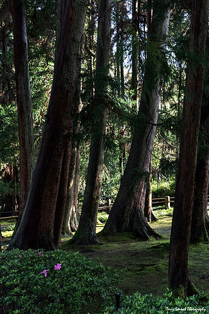 Japanese Tea Garden, GGP 6 (Terry Scussel)
